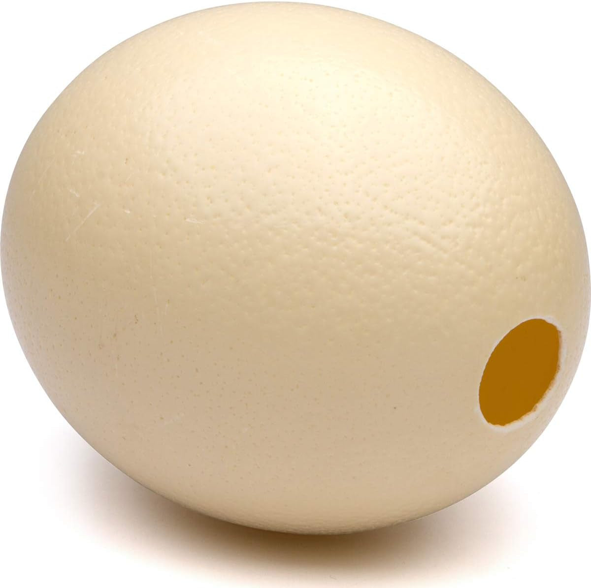 Premium Ostrich Eggshell (Grade A, Large Size)