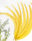 50PCS Rooster Coque Tail Feathers Bulk Natural 14-16Inch 35-40Cm for Crafting Wedding Fly Tying Feather Party Performances DIY Decoration Rooster Tail Featheryellow
