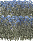 100 Pcs Natural Forget Me Not Pressed Dried Flowers Blue Don'T Forget Me Dried Flower Real Dried Flowers for Resin Jewelry Candle Card Making Nail Art Flowers DIY Home Decoration