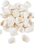 Box of 117Pcs Natural Clam Shell Pendants 21.5-24.5X8.5-11.5 Beach Ocean Seashell Beads Charms for Vase Filler Fish Tank Jewelry Making Hole:1.5-1.6Mm