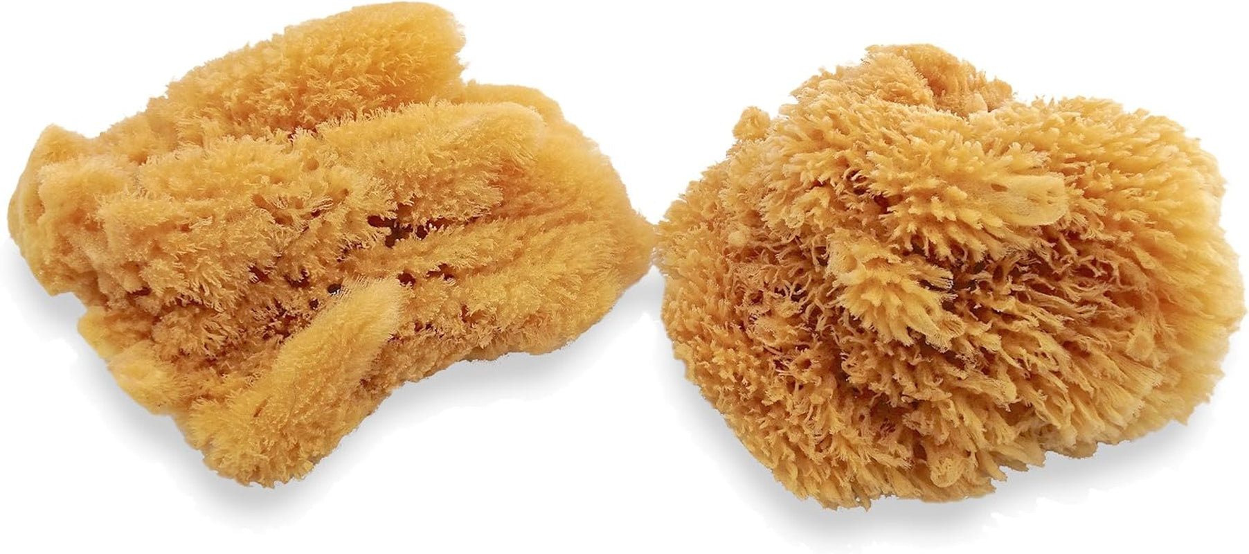 Natural Sea Sponges for Artists - Unbleached 5"-5.5" 2Pc Value Pack: Great for Painting Decorating Texturing Sponging Marbling Effects Faux Finishes Crafts & More by ®