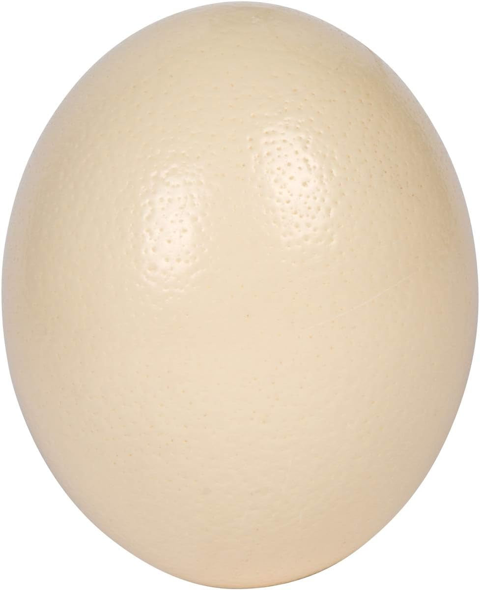 Premium Ostrich Eggshell (Grade A, Large Size)