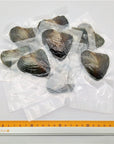 20Pcs Oval Freshwater Pearl Oysters with Pearls,Pearl Oysters,Akoya Oysters