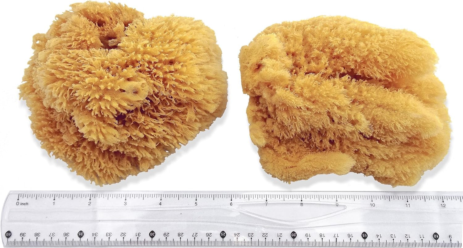 Natural Sea Sponges for Artists - Unbleached 5"-5.5" 2Pc Value Pack: Great for Painting Decorating Texturing Sponging Marbling Effects Faux Finishes Crafts & More by ®