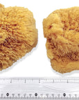 Natural Sea Sponges for Artists - Unbleached 5"-5.5" 2Pc Value Pack: Great for Painting Decorating Texturing Sponging Marbling Effects Faux Finishes Crafts & More by ®