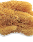 Natural Sea Sponges for Artists - Unbleached 5"-5.5" 2Pc Value Pack: Great for Painting Decorating Texturing Sponging Marbling Effects Faux Finishes Crafts & More by ®