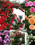 100pcs Mixed Climbing Rose Vine Seeds – Fragrant, Colorful, Easy to Grow