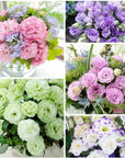 Lisianthus Flower Seeds for Planting 50 Count - Mixed Annual Double Flower Seeds Vibrant Blooms for Garden & Bouquets