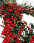 100pcs Mixed Climbing Rose Vine Seeds – Fragrant, Colorful, Easy to Grow