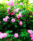 100pcs Mixed Climbing Rose Vine Seeds – Fragrant, Colorful, Easy to Grow