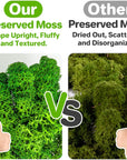 Preserved Moss - 3.5 OZ Moss for Crafts Faux Moss Decor Natural Green Moss DIY Art Wall Floral Moss Terrariums Gardenning Decor Wedding Easter Table Home Office Art Landscape Garden Decoration