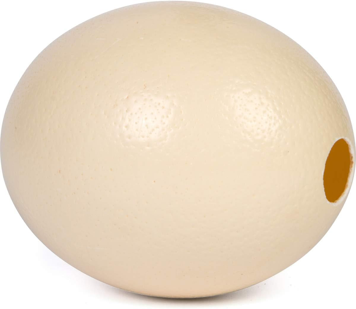 Premium Ostrich Eggshell (Grade A, Large Size)