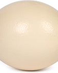 Premium Ostrich Eggshell (Grade A, Large Size)