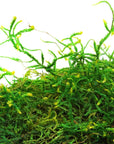(25320) Forest Moss Preserved, Fresh Green, 2Oz