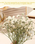 100 Pcs Dried Babys Breath Flowers Bulk Ivory White Babys Breath Real Pressed Flowers Natural Gypsophila Dried Flowers for Resin Wedding Art Craft DIY Invitations Scrapbooking Card Making