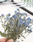 100 Pcs Natural Forget Me Not Pressed Dried Flowers Blue Don'T Forget Me Dried Flower Real Dried Flowers for Resin Jewelry Candle Card Making Nail Art Flowers DIY Home Decoration