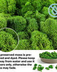 Preserved Moss - 3.5 OZ Moss for Crafts Faux Moss Decor Natural Green Moss DIY Art Wall Floral Moss Terrariums Gardenning Decor Wedding Easter Table Home Office Art Landscape Garden Decoration