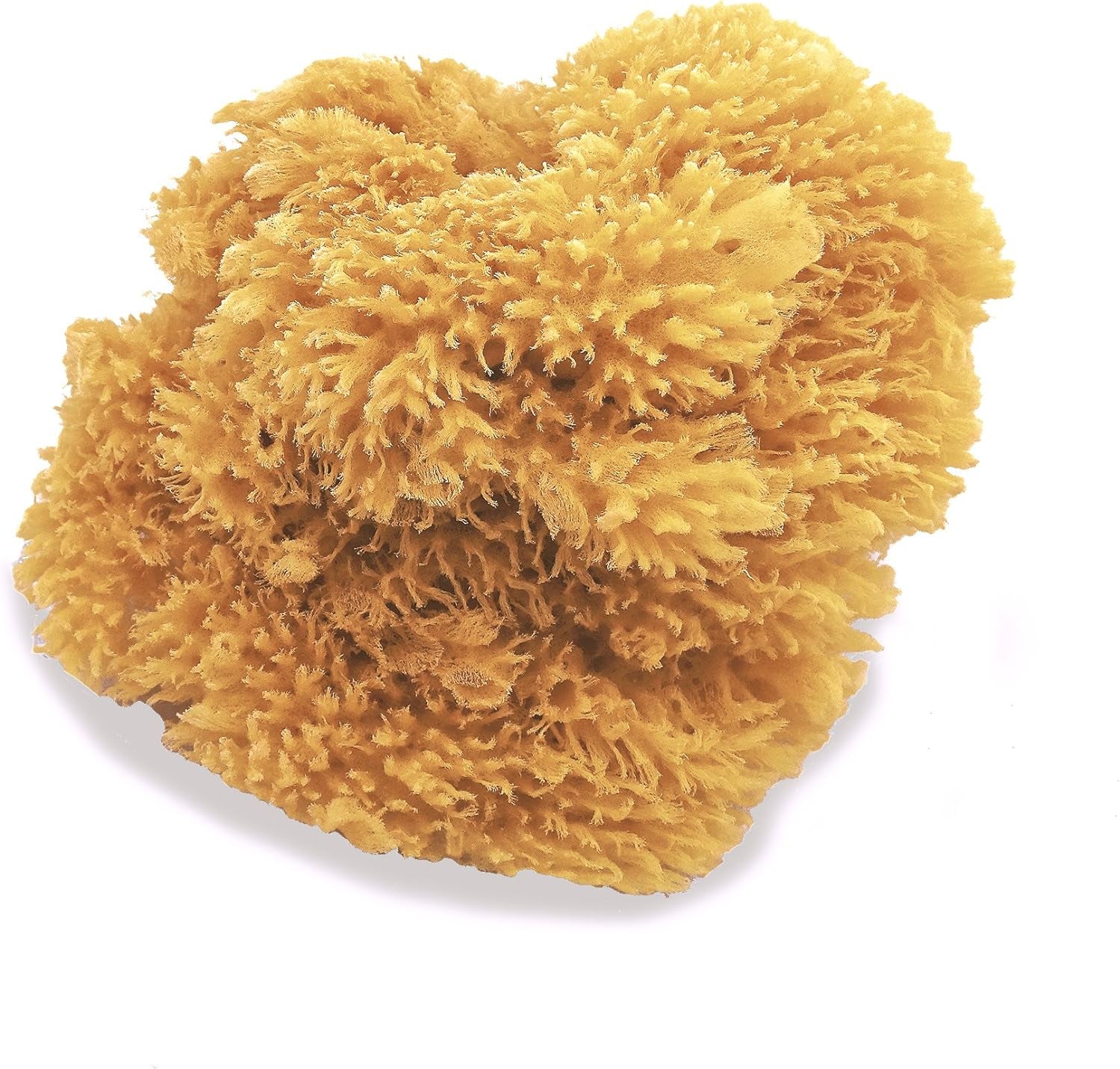 Natural Sea Sponges for Artists - Unbleached 5"-5.5" 2Pc Value Pack: Great for Painting Decorating Texturing Sponging Marbling Effects Faux Finishes Crafts & More by ®