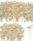 50Pcs Mini Dried Baby'S Breath Flowers for Resin Art Craft DIY, 3000+ Natural Ivory White Bulk Flowers, Pressed Gypsophila Bouquet Present for Valentine'S Day, Wedding Wreath, Card Making, Home Decor