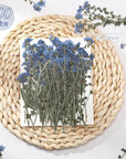 100 Pcs Natural Forget Me Not Pressed Dried Flowers Blue Don'T Forget Me Dried Flower Real Dried Flowers for Resin Jewelry Candle Card Making Nail Art Flowers DIY Home Decoration