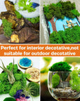 Preserved Moss - 3.5 OZ Moss for Crafts Faux Moss Decor Natural Green Moss DIY Art Wall Floral Moss Terrariums Gardenning Decor Wedding Easter Table Home Office Art Landscape Garden Decoration