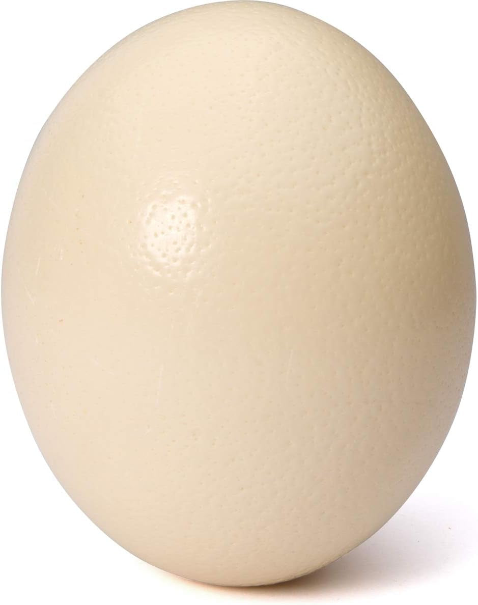 Premium Ostrich Eggshell (Grade A, Large Size)