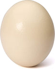 Premium Ostrich Eggshell (Grade A, Large Size)