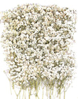 200PCS White Dried Flowers Small Baby'S Breath Flowers Nature Real Dry Pressing Floral Natural Gypsophila Dried Flowers for Wedding Resin Art Craft DIY Card Making
