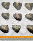 20Pcs Oval Freshwater Pearl Oysters with Pearls,Pearl Oysters,Akoya Oysters
