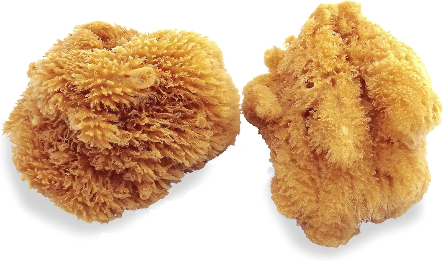 Natural Sea Sponges for Artists - Unbleached 5"-5.5" 2Pc Value Pack: Great for Painting Decorating Texturing Sponging Marbling Effects Faux Finishes Crafts & More by ®