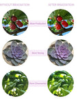 LED Grow Light USB