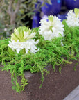 (25320) Forest Moss Preserved, Fresh Green, 2Oz