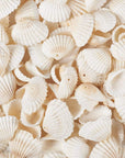 Box of 117Pcs Natural Clam Shell Pendants 21.5-24.5X8.5-11.5 Beach Ocean Seashell Beads Charms for Vase Filler Fish Tank Jewelry Making Hole:1.5-1.6Mm