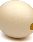 Premium Ostrich Eggshell (Grade A, Large Size)