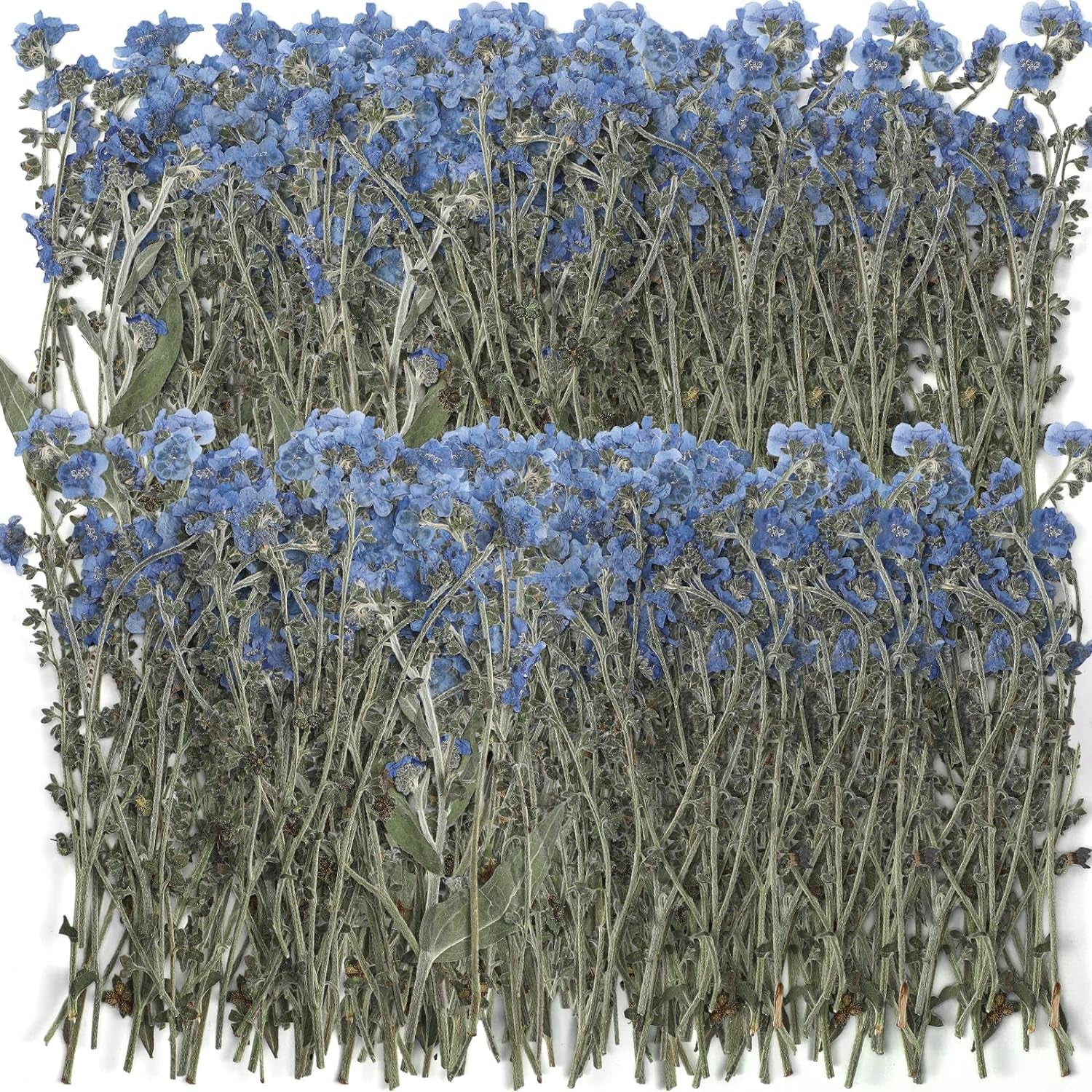 100 Pcs Natural Forget Me Not Pressed Dried Flowers Blue Don'T Forget Me Dried Flower Real Dried Flowers for Resin Jewelry Candle Card Making Nail Art Flowers DIY Home Decoration
