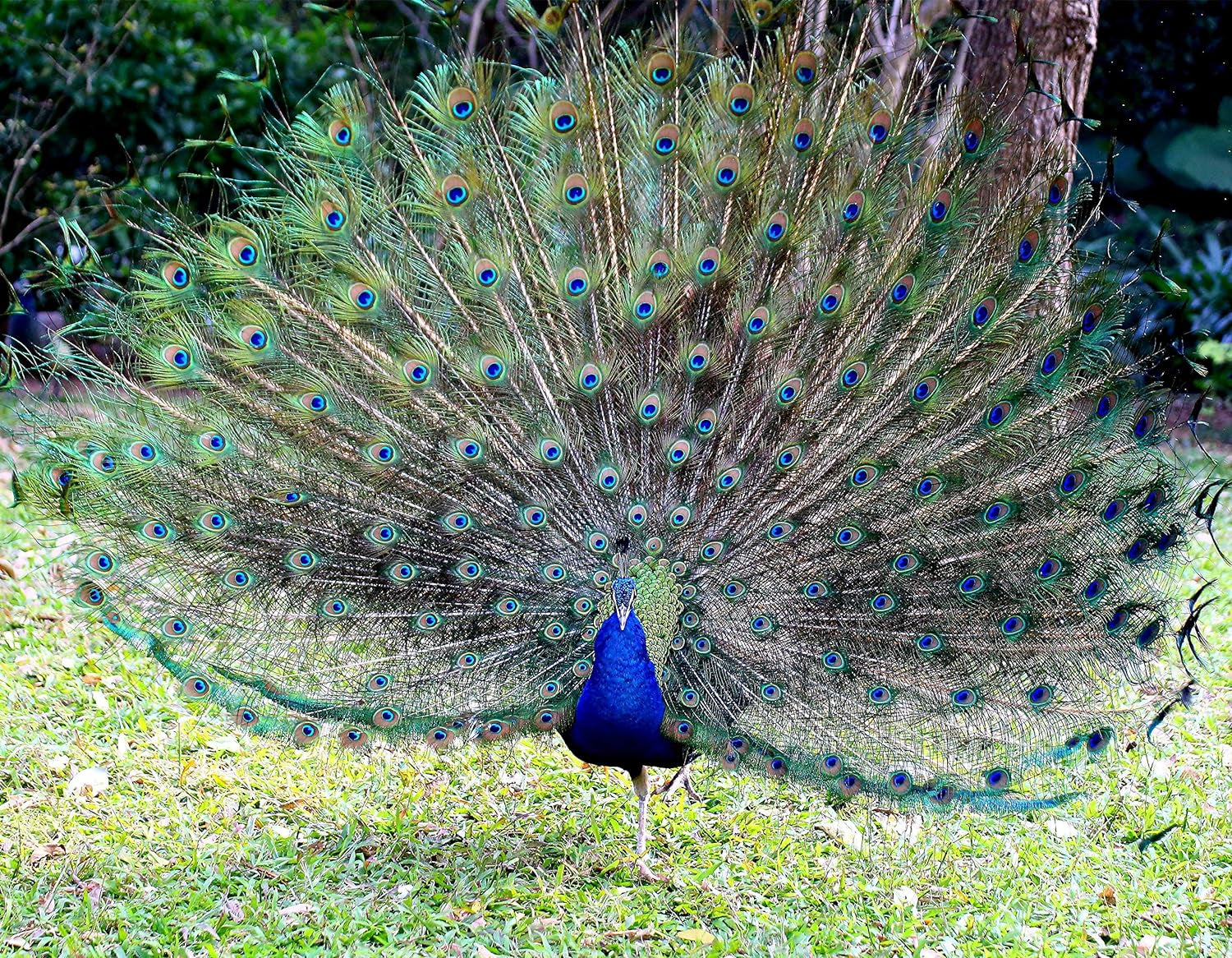 20Pcs Natural Peacock Feathers Long Pole Bulk 40-45 Inch for DIY Craft, Wedding Holiday Decorationn and Floral Arrangement