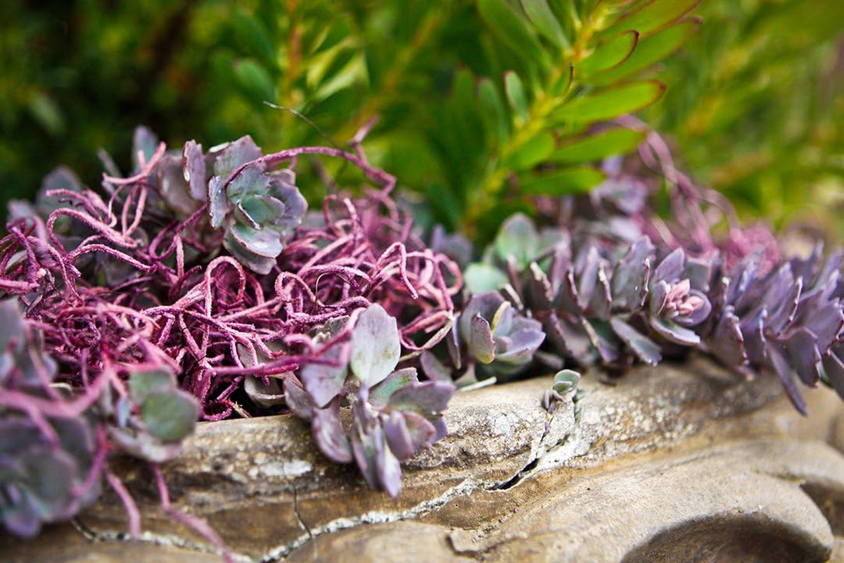 26971 Preserved Spanish Moss, 200 Cubic in Bag (Appx. 8Oz), Dusty Rose