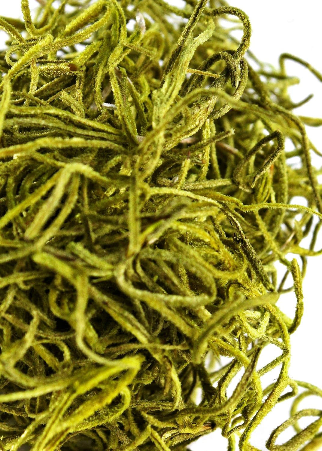 (27012) Spanish Moss Preserved, Chartreuse, 3Lbs