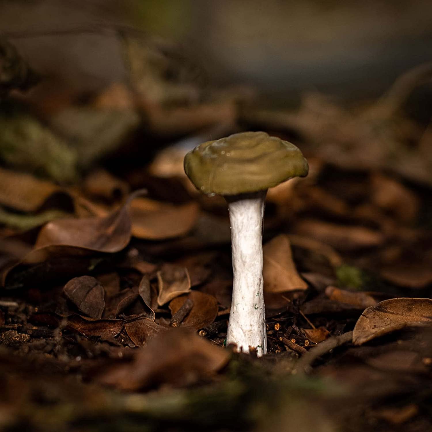 Life like Mushroom Polymer Clay Casting Silicone Mold and Veiner for Fondant Cake Decorating, Modelling Chocolate