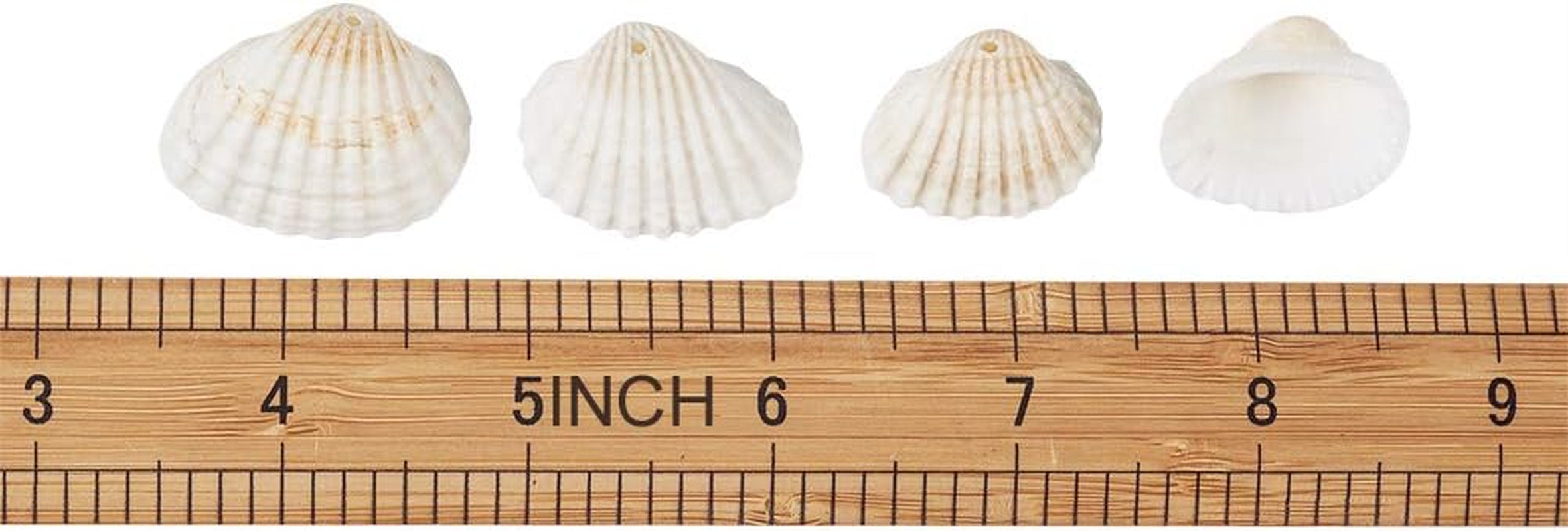 Box of 117Pcs Natural Clam Shell Pendants 21.5-24.5X8.5-11.5 Beach Ocean Seashell Beads Charms for Vase Filler Fish Tank Jewelry Making Hole:1.5-1.6Mm