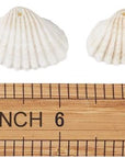 Box of 117Pcs Natural Clam Shell Pendants 21.5-24.5X8.5-11.5 Beach Ocean Seashell Beads Charms for Vase Filler Fish Tank Jewelry Making Hole:1.5-1.6Mm