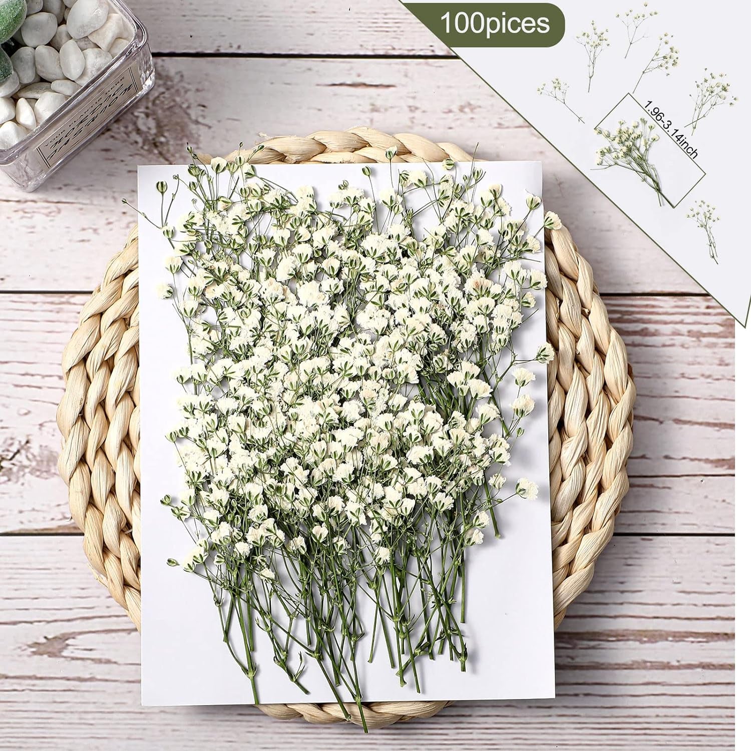 100 Pcs Dried Babys Breath Flowers Bulk Ivory White Babys Breath Real Pressed Flowers Natural Gypsophila Dried Flowers for Resin Wedding Art Craft DIY Invitations Scrapbooking Card Making