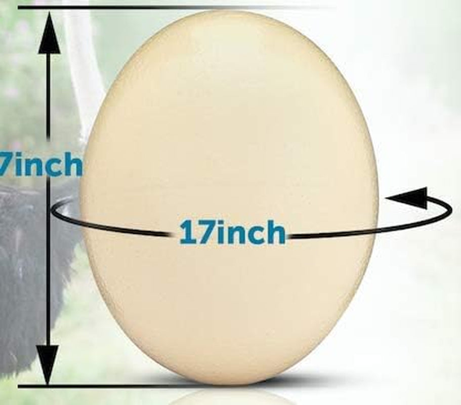 Premium Ostrich Eggshell (Grade A, Large Size)