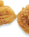 Natural Sea Sponges for Artists - Unbleached 5"-5.5" 2Pc Value Pack: Great for Painting Decorating Texturing Sponging Marbling Effects Faux Finishes Crafts & More by ®
