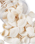 Box of 117Pcs Natural Clam Shell Pendants 21.5-24.5X8.5-11.5 Beach Ocean Seashell Beads Charms for Vase Filler Fish Tank Jewelry Making Hole:1.5-1.6Mm