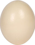 Premium Ostrich Eggshell (Grade A, Large Size)