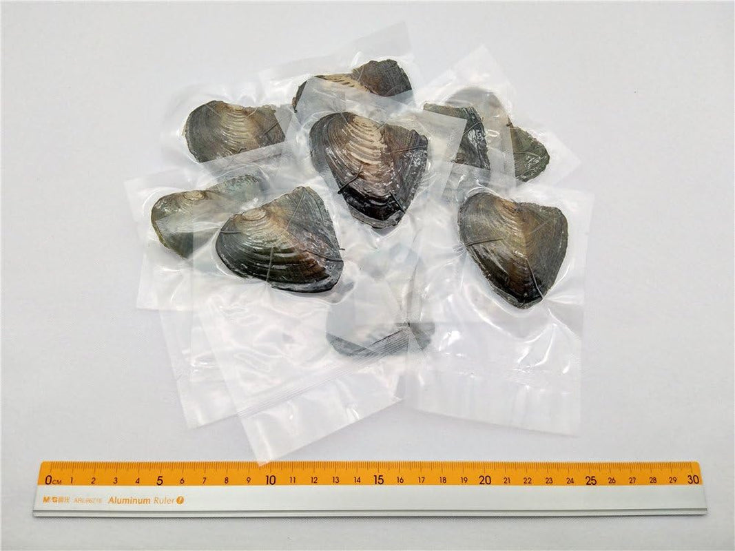 20Pcs Oval Freshwater Pearl Oysters with Pearls,Pearl Oysters,Akoya Oysters
