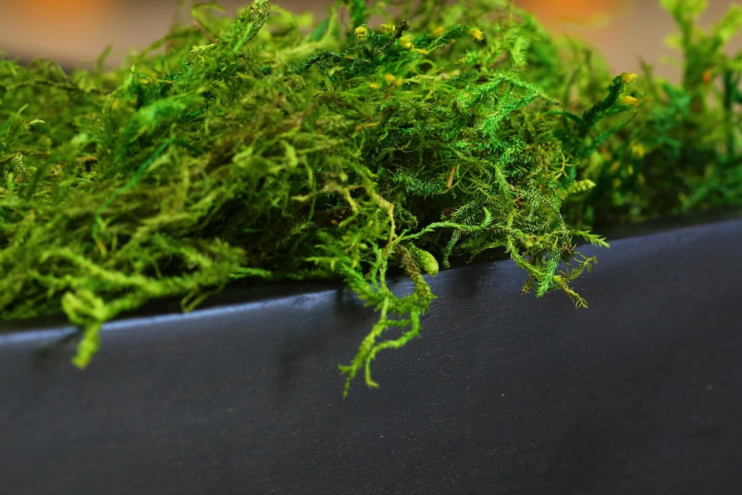 (25320) Forest Moss Preserved, Fresh Green, 2Oz