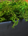 (25320) Forest Moss Preserved, Fresh Green, 2Oz