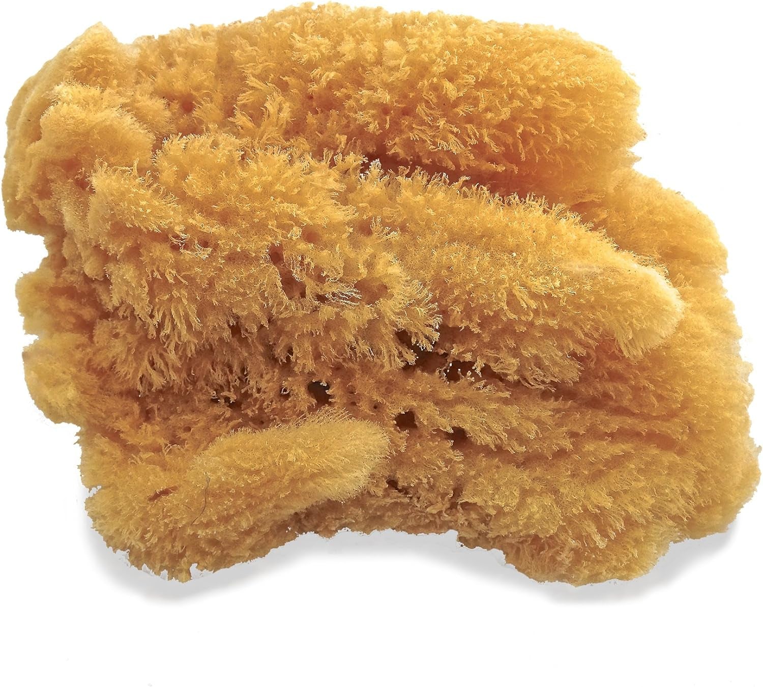 Natural Sea Sponges for Artists - Unbleached 5"-5.5" 2Pc Value Pack: Great for Painting Decorating Texturing Sponging Marbling Effects Faux Finishes Crafts & More by ®